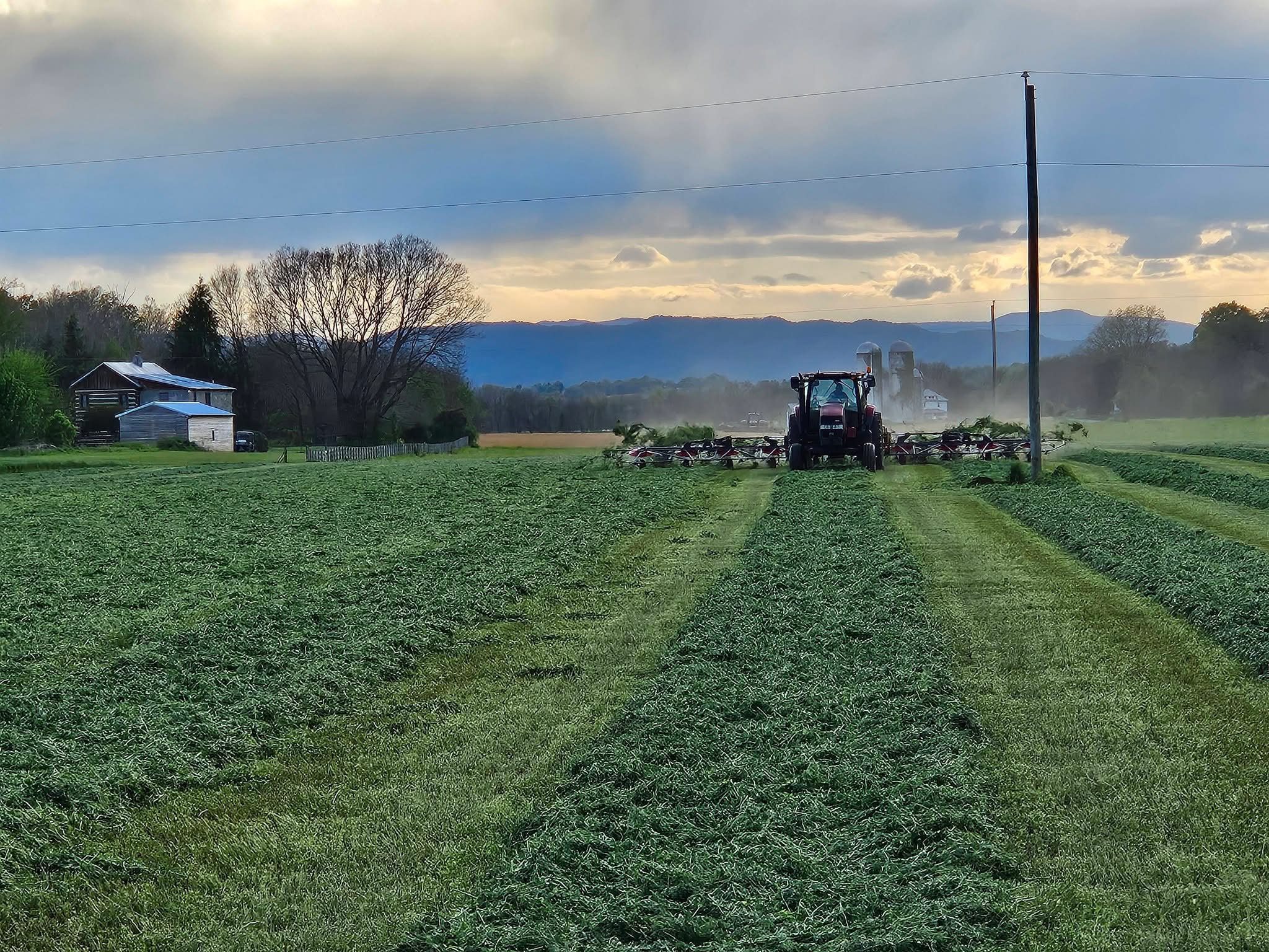 Tractor cutting hay in green field