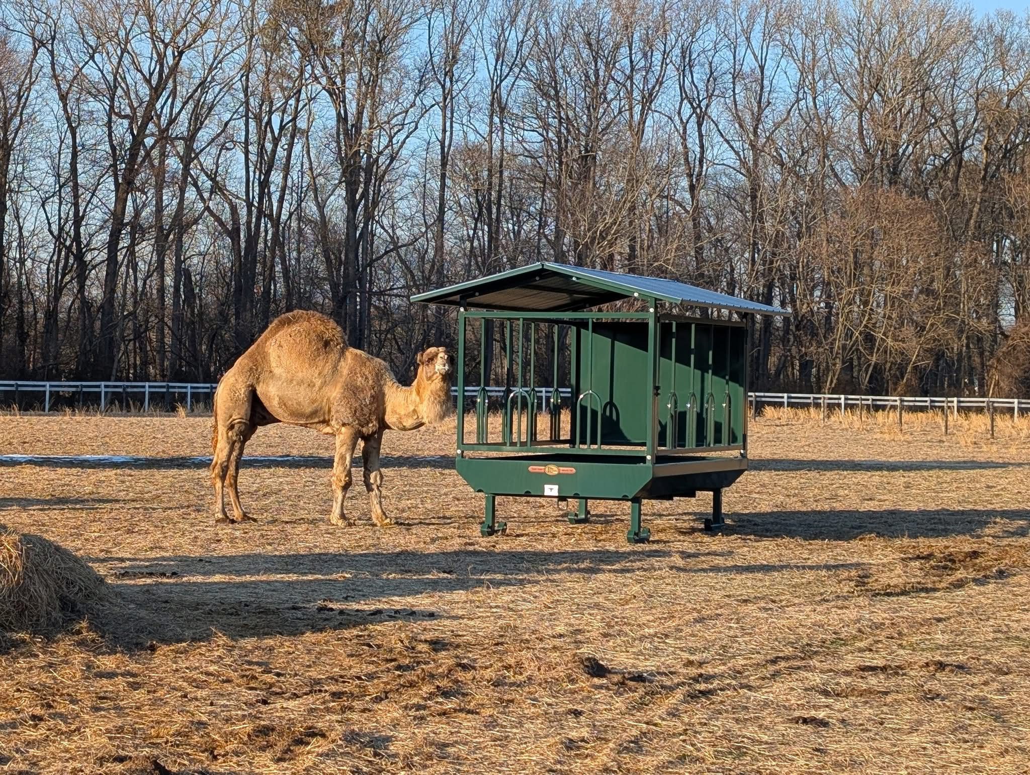 Dromedary camel beside green hay feeder