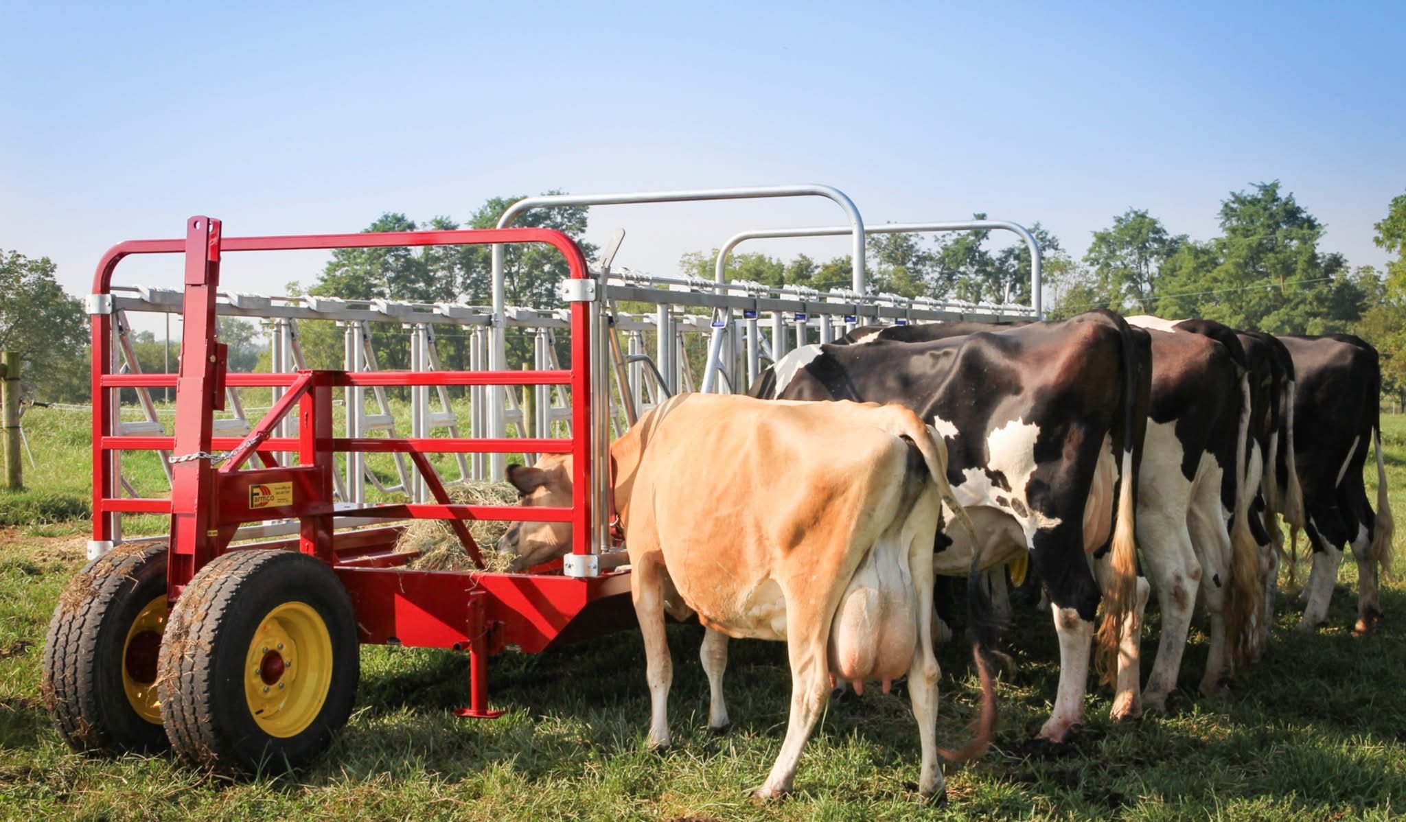 Cows feeding at red portable feed bunk